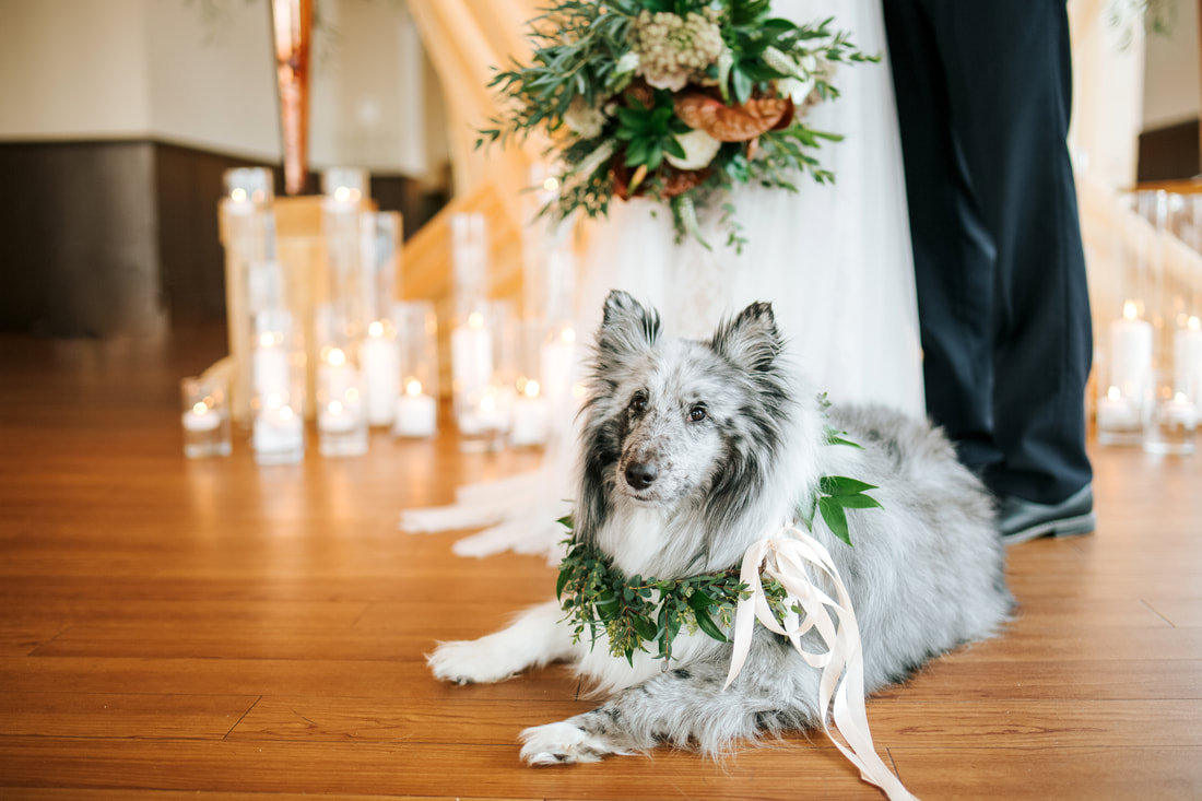Weddings with Dogs