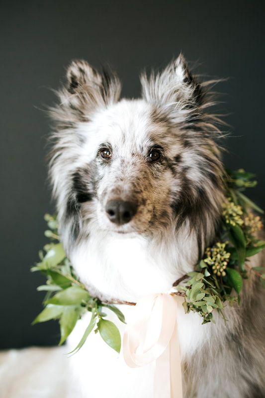 Wedding dog photographer MN
